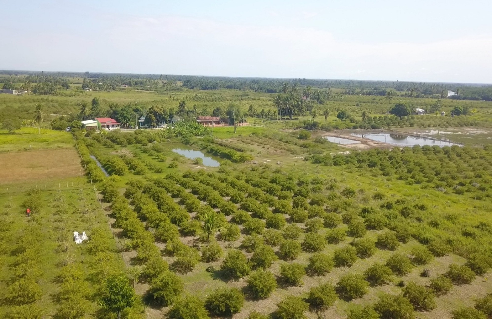 MAIOR PRODUTOR E EXPORTADOR MUNDIAL, SÃO MATEUS CONQUISTA INDICAÇÃO GEOGRÁFICA PARA PIMENTA-ROSA